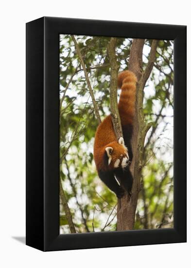 China, Chengdu, Wolong National Natural Reserve. Lesser Panda in Tree-Jaynes Gallery-Framed Premier Image Canvas