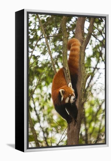 China, Chengdu, Wolong National Natural Reserve. Lesser Panda in Tree-Jaynes Gallery-Framed Premier Image Canvas