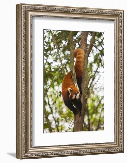 China, Chengdu, Wolong National Natural Reserve. Lesser Panda in Tree-Jaynes Gallery-Framed Photographic Print