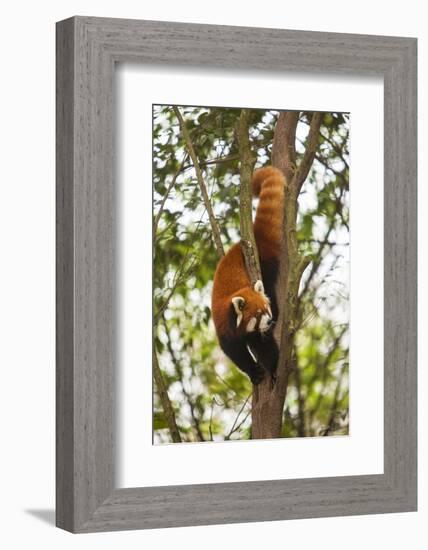 China, Chengdu, Wolong National Natural Reserve. Lesser Panda in Tree-Jaynes Gallery-Framed Photographic Print