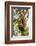 China, Chengdu, Wolong National Natural Reserve. Lesser Panda in Tree-Jaynes Gallery-Framed Photographic Print