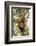 China, Chengdu, Wolong National Natural Reserve. Lesser Panda in Tree-Jaynes Gallery-Framed Photographic Print