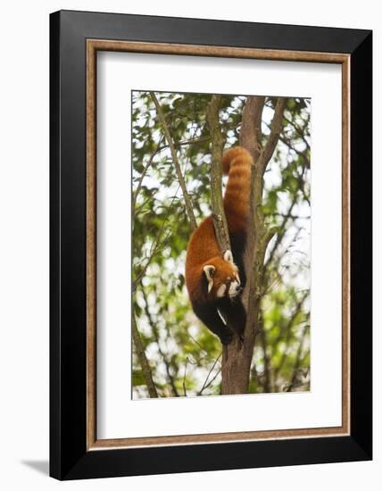 China, Chengdu, Wolong National Natural Reserve. Lesser Panda in Tree-Jaynes Gallery-Framed Photographic Print