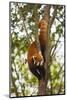 China, Chengdu, Wolong National Natural Reserve. Lesser Panda in Tree-Jaynes Gallery-Mounted Photographic Print