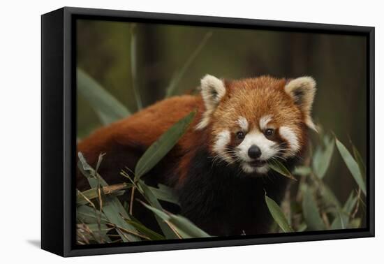China, Chengdu, Wolong National Natural Reserve. Red or Lesser Panda Eating-Jaynes Gallery-Framed Premier Image Canvas