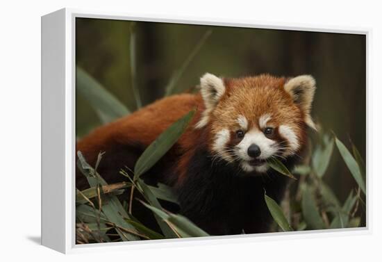 China, Chengdu, Wolong National Natural Reserve. Red or Lesser Panda Eating-Jaynes Gallery-Framed Premier Image Canvas