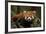 China, Chengdu, Wolong National Natural Reserve. Red or Lesser Panda Eating-Jaynes Gallery-Framed Photographic Print