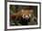 China, Chengdu, Wolong National Natural Reserve. Red or Lesser Panda Eating-Jaynes Gallery-Framed Photographic Print