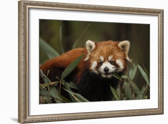 China, Chengdu, Wolong National Natural Reserve. Red or Lesser Panda Eating-Jaynes Gallery-Framed Photographic Print