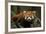 China, Chengdu, Wolong National Natural Reserve. Red or Lesser Panda Eating-Jaynes Gallery-Framed Photographic Print