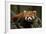 China, Chengdu, Wolong National Natural Reserve. Red or Lesser Panda Eating-Jaynes Gallery-Framed Photographic Print