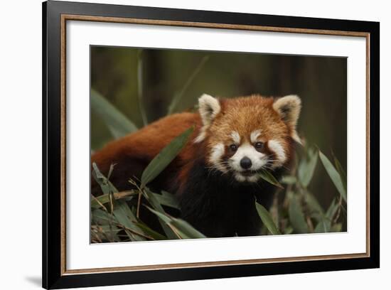 China, Chengdu, Wolong National Natural Reserve. Red or Lesser Panda Eating-Jaynes Gallery-Framed Photographic Print