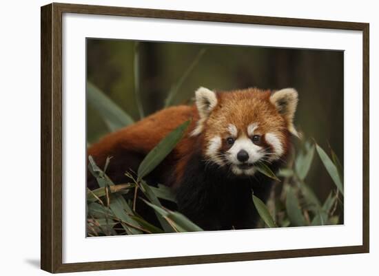 China, Chengdu, Wolong National Natural Reserve. Red or Lesser Panda Eating-Jaynes Gallery-Framed Photographic Print