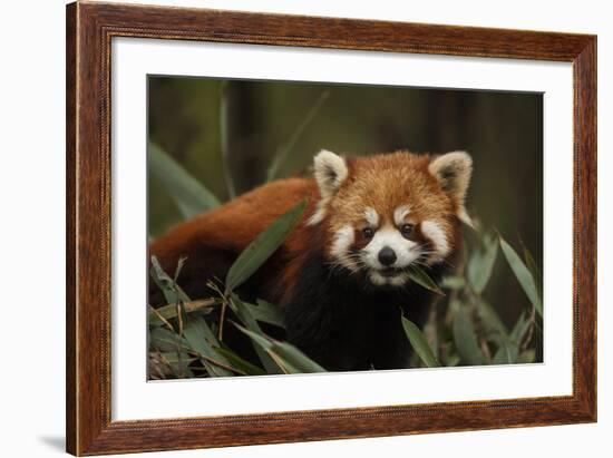 China, Chengdu, Wolong National Natural Reserve. Red or Lesser Panda Eating-Jaynes Gallery-Framed Photographic Print