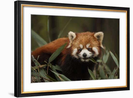 China, Chengdu, Wolong National Natural Reserve. Red or Lesser Panda Eating-Jaynes Gallery-Framed Photographic Print