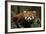 China, Chengdu, Wolong National Natural Reserve. Red or Lesser Panda Eating-Jaynes Gallery-Framed Photographic Print