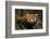 China, Chengdu, Wolong National Natural Reserve. Red or Lesser Panda Eating-Jaynes Gallery-Framed Photographic Print