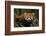 China, Chengdu, Wolong National Natural Reserve. Red or Lesser Panda Eating-Jaynes Gallery-Framed Photographic Print