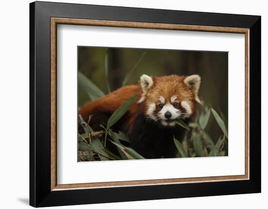 China, Chengdu, Wolong National Natural Reserve. Red or Lesser Panda Eating-Jaynes Gallery-Framed Photographic Print