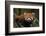 China, Chengdu, Wolong National Natural Reserve. Red or Lesser Panda Eating-Jaynes Gallery-Framed Photographic Print