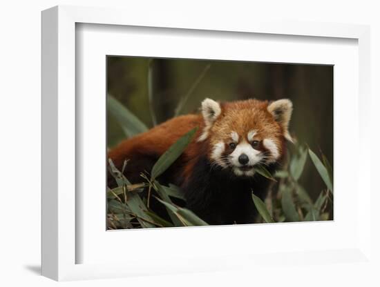 China, Chengdu, Wolong National Natural Reserve. Red or Lesser Panda Eating-Jaynes Gallery-Framed Photographic Print