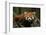 China, Chengdu, Wolong National Natural Reserve. Red or Lesser Panda Eating-Jaynes Gallery-Framed Photographic Print