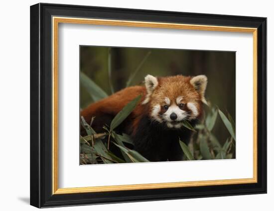 China, Chengdu, Wolong National Natural Reserve. Red or Lesser Panda Eating-Jaynes Gallery-Framed Photographic Print