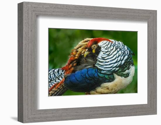 China. Close-up of Lady Amherst's pheasant.-Jaynes Gallery-Framed Photographic Print