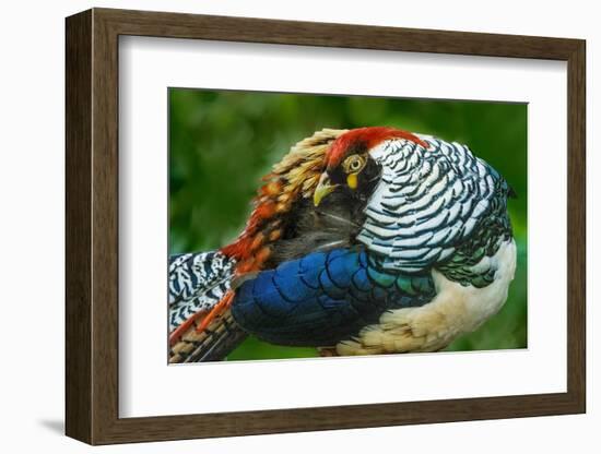 China. Close-up of Lady Amherst's pheasant.-Jaynes Gallery-Framed Photographic Print