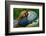 China. Close-up of Lady Amherst's pheasant.-Jaynes Gallery-Framed Photographic Print