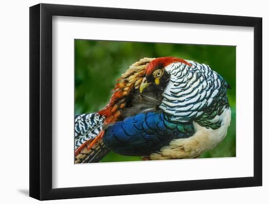 China. Close-up of Lady Amherst's pheasant.-Jaynes Gallery-Framed Photographic Print