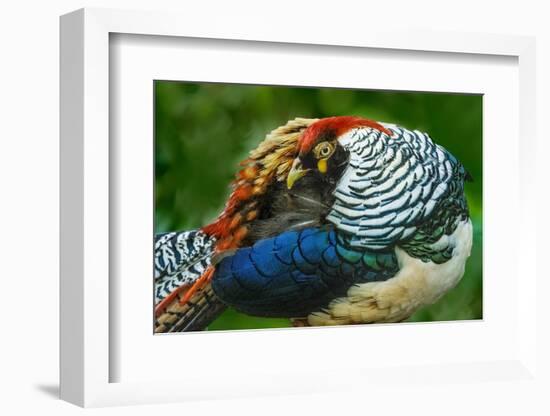 China. Close-up of Lady Amherst's pheasant.-Jaynes Gallery-Framed Photographic Print