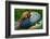 China. Close-up of Lady Amherst's pheasant.-Jaynes Gallery-Framed Photographic Print