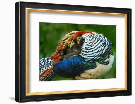 China. Close-up of Lady Amherst's pheasant.-Jaynes Gallery-Framed Photographic Print