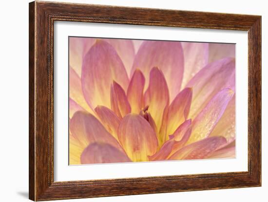 China Doll Dahlia I-Rita Crane-Framed Photographic Print