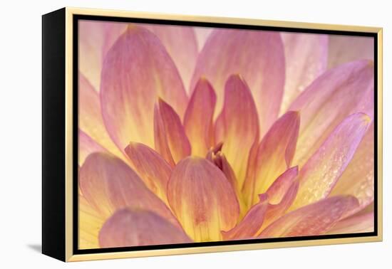 China Doll Dahlia I-Rita Crane-Framed Premier Image Canvas