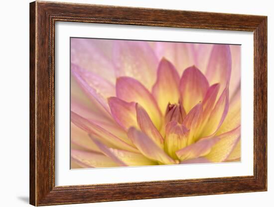 China Doll Dahlia II-Rita Crane-Framed Photographic Print