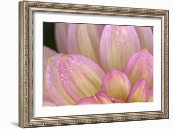 China Doll Petals I-Rita Crane-Framed Photographic Print