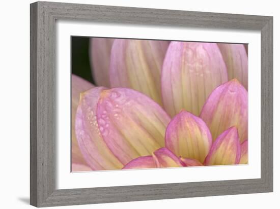 China Doll Petals I-Rita Crane-Framed Photographic Print