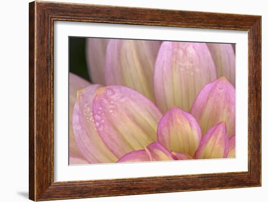 China Doll Petals I-Rita Crane-Framed Photographic Print