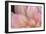 China Doll Petals I-Rita Crane-Framed Photographic Print