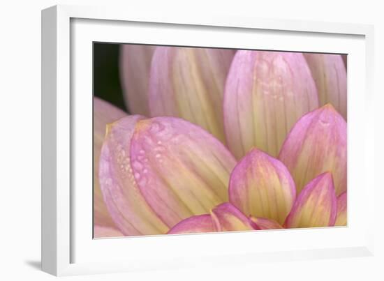 China Doll Petals I-Rita Crane-Framed Photographic Print