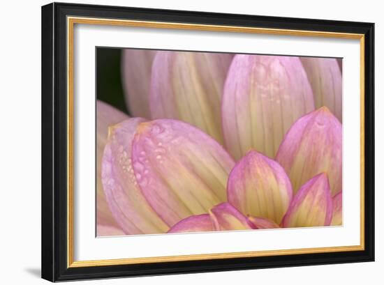 China Doll Petals I-Rita Crane-Framed Photographic Print