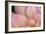 China Doll Petals I-Rita Crane-Framed Photographic Print