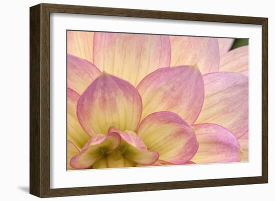 China Doll Petals II-Rita Crane-Framed Photographic Print