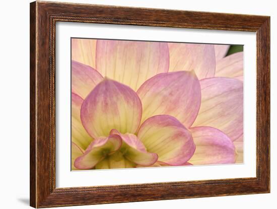 China Doll Petals II-Rita Crane-Framed Photographic Print