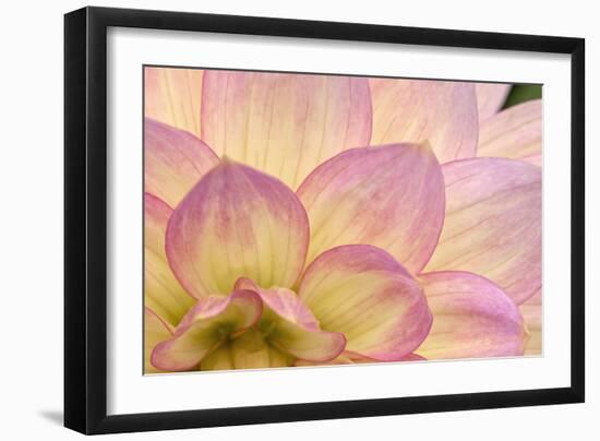 China Doll Petals II-Rita Crane-Framed Photographic Print