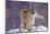 China, Harbin, Siberian Tiger Park. Siberian Tiger in Minus 31 Degree Weather-Jaynes Gallery-Mounted Photographic Print