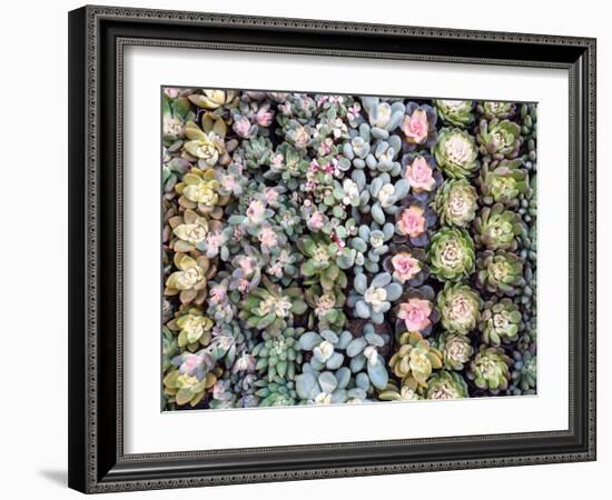 China, Hong Kong. A variety of sedum on display at a flower market.-Julie Eggers-Framed Photographic Print