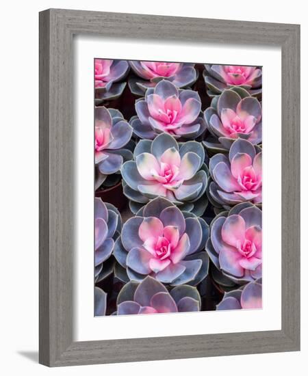 China, Hong Kong. A variety of sedum on display at a flower market.-Julie Eggers-Framed Photographic Print